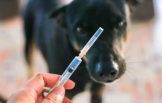 Vaccine in Dog