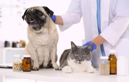 Dog and cat on a veterinary examination table with a veterinarian wearing gloves, surrounded by pet medication bottles in a clinic setting