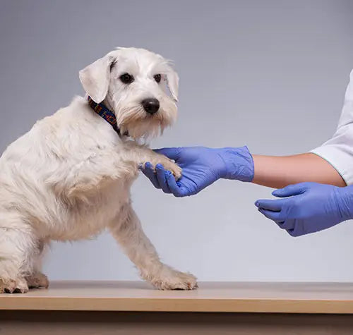 white dog check-up