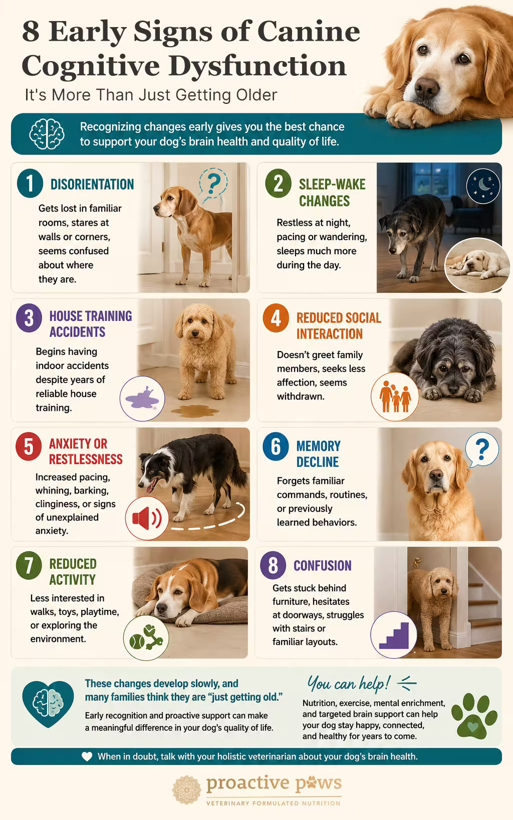 Infographic highlights eight early signs of cognitive decline in senior dogs