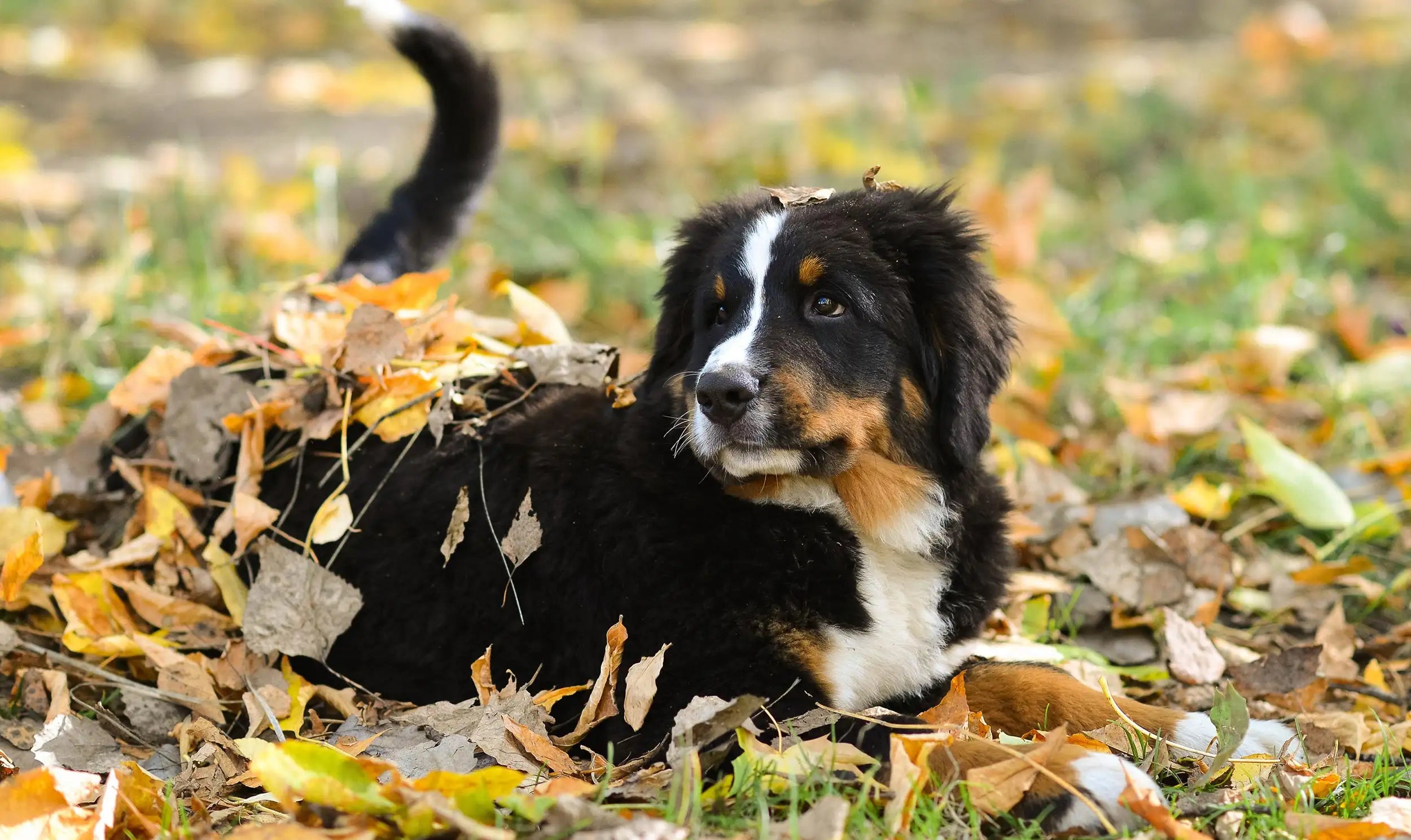 Bernese Mountain Dog puppy in fall leaves