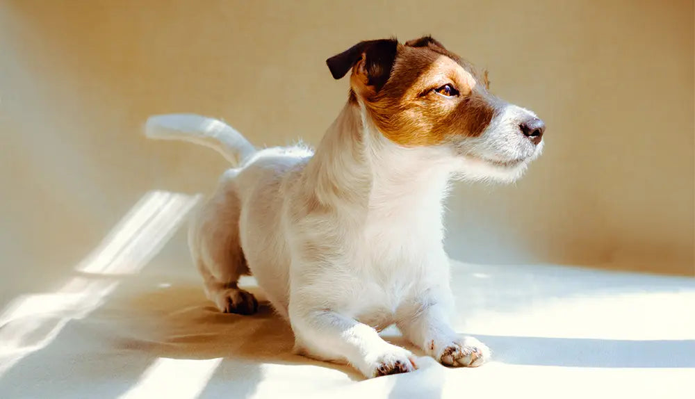 calm dog in sunlight