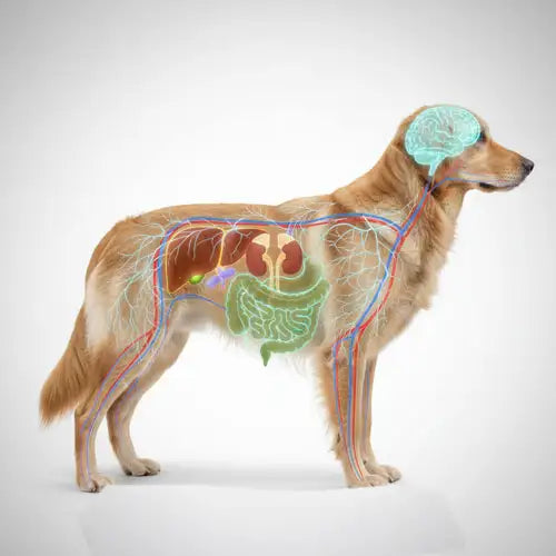 canine internal system