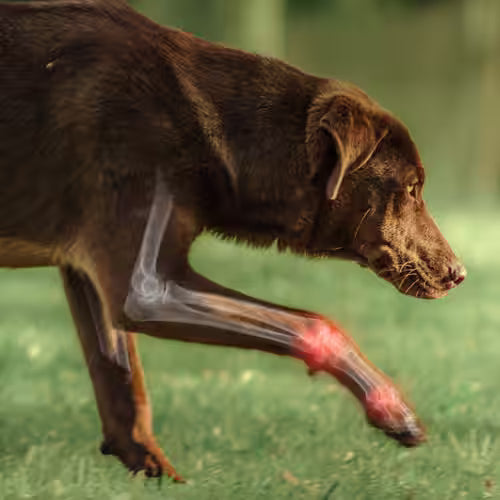 joint inflammation in a dog's front leg
