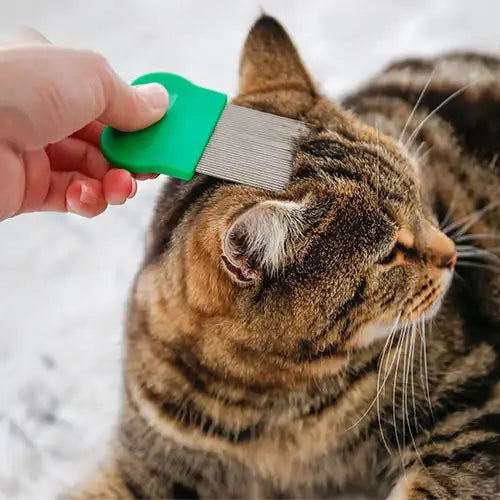 cat flea comb grooming