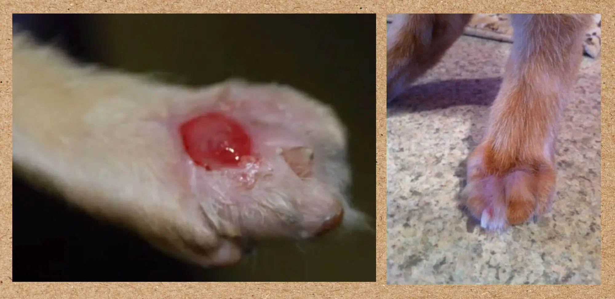 Cat paw injury recovery updates