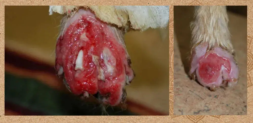 Cat paw wound healing progress