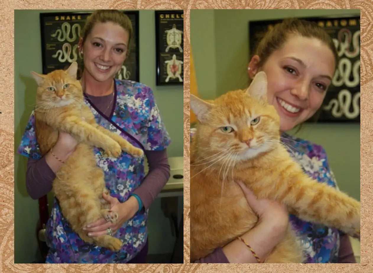 Cat paw wound healing progress