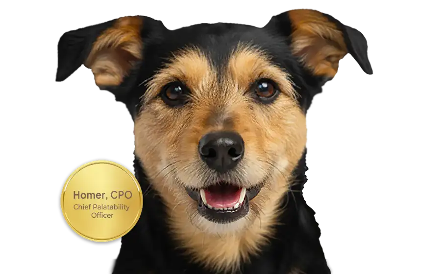 Homer, the Chief Palatability Officer for Proactive Paws