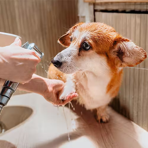 dog getting a bath with a handheld shower sprayer