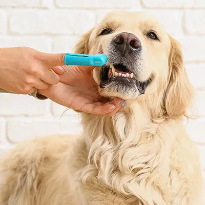dog brushing teeth
