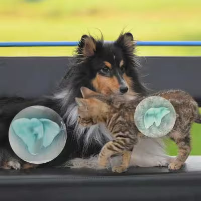 dog cat outdoor bench