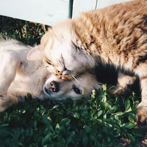 dog cat playing in the grass