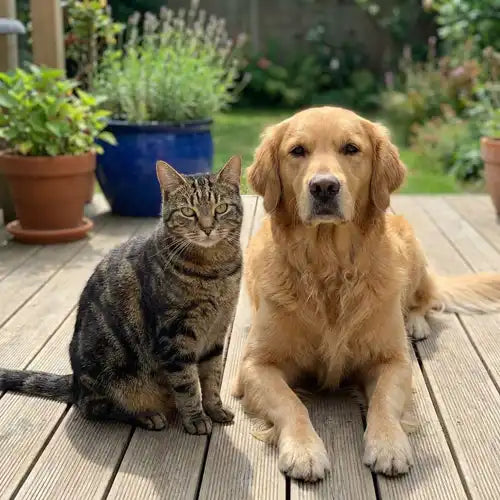 dog cat sitting outside