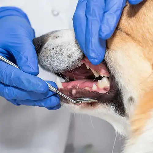 dog dental checkup veterinary oral exam