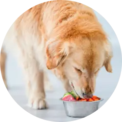 Calmer, happier dog