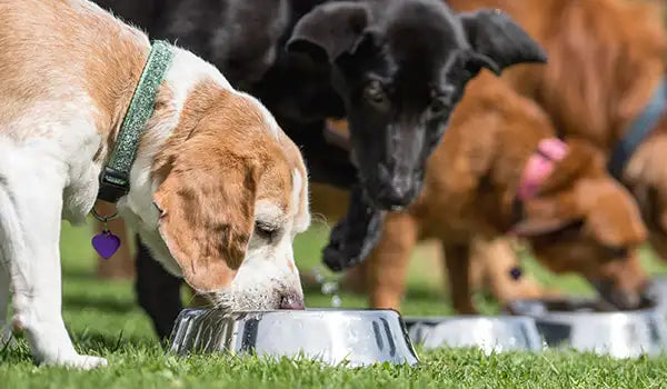 dog gut health