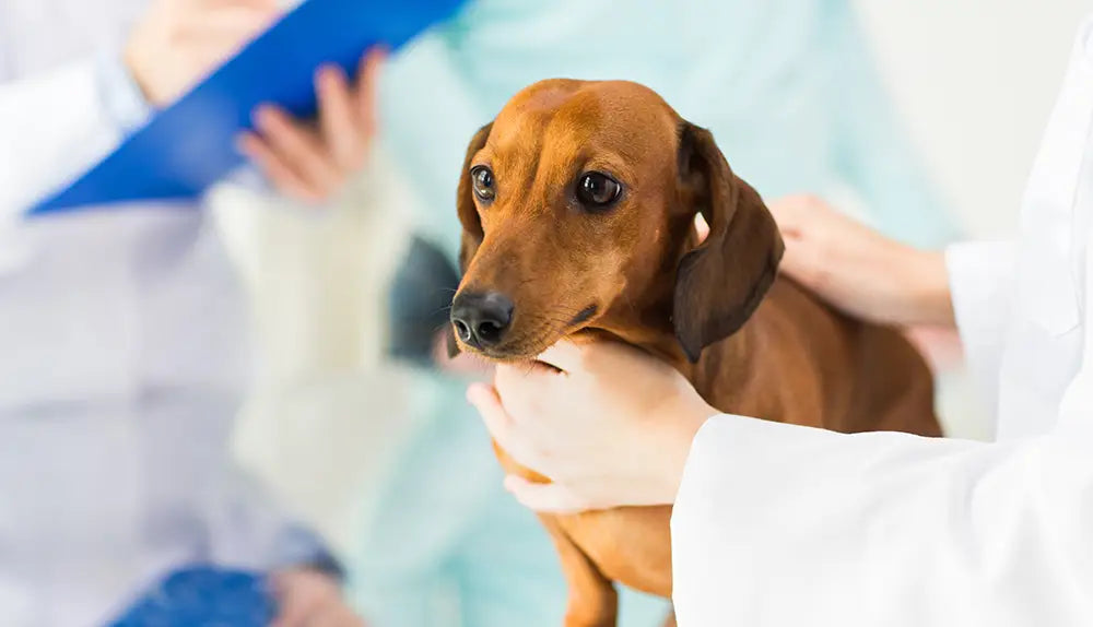 Dachshund receiving veterinary care