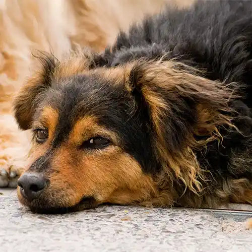 dog lying on concrete