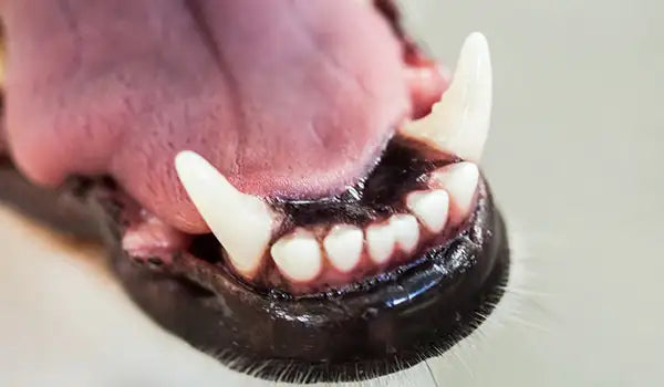 dog oral health