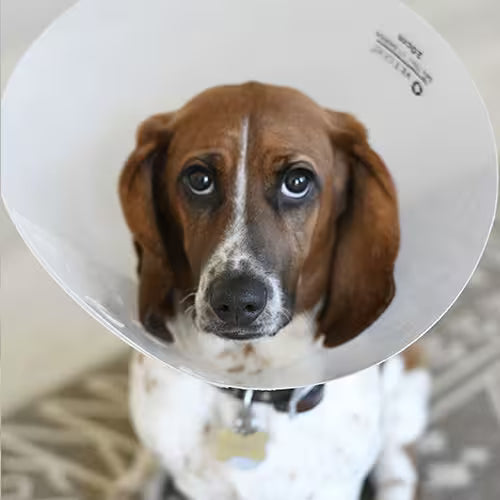 Pet dog wearing a protective recovery cone during veterinary treatment and recovery.