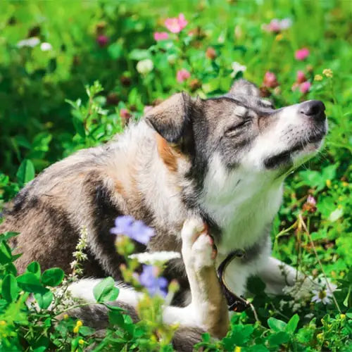 Dog scratching in grass