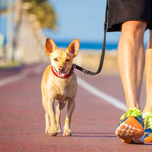 Dog walking on a sunny outdoor path