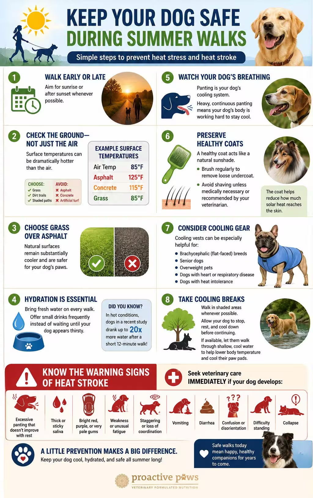 Infographic with eight safety tips to prevent heat stress in dogs during summer walks, including hydration, checking pavement temperature, cooling breaks, and heat stroke warning signs.