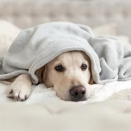 Close-up of a female dog resting under a blanket in a warm and cozy bedroom setting