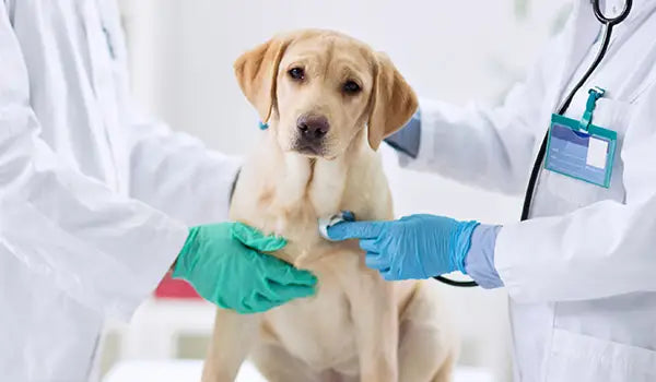 dog wellness exam veterinarian