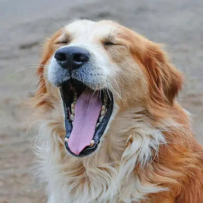 dog with mouth open