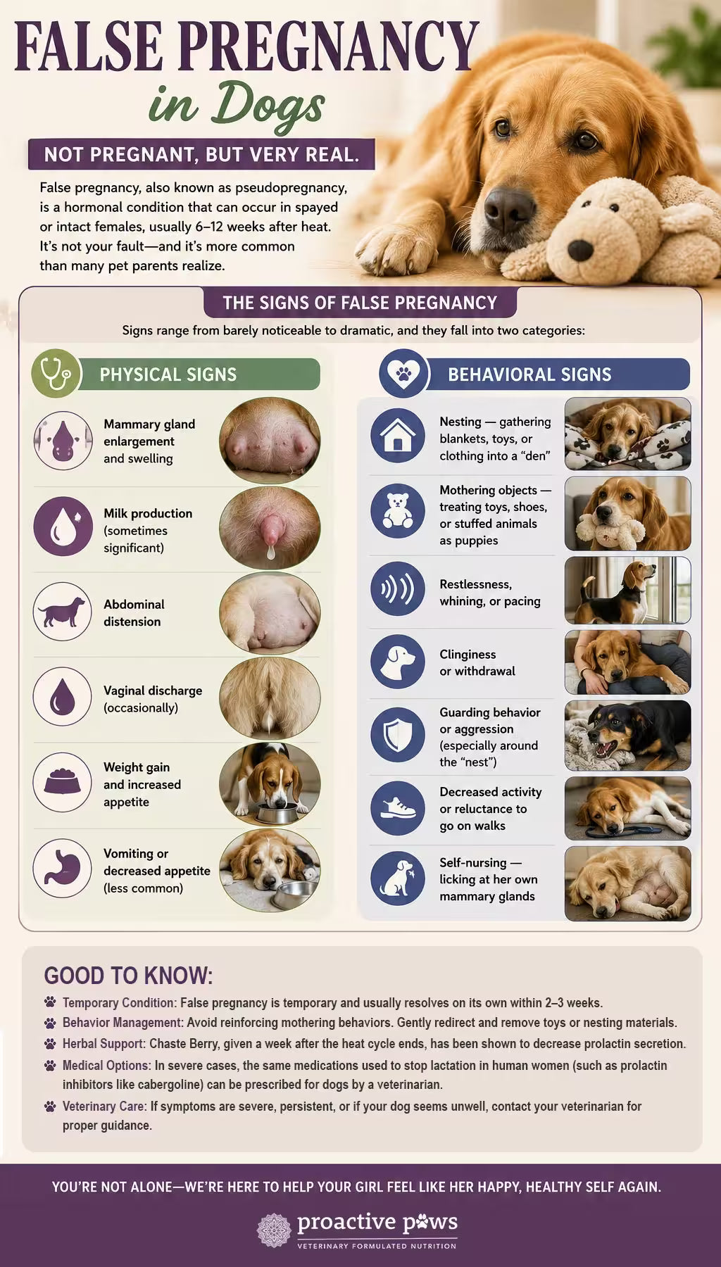 false-pregnancy-in-dogs-infographics