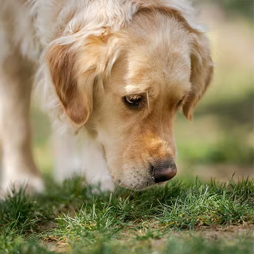 dog lowering its nose to sniff the grass
