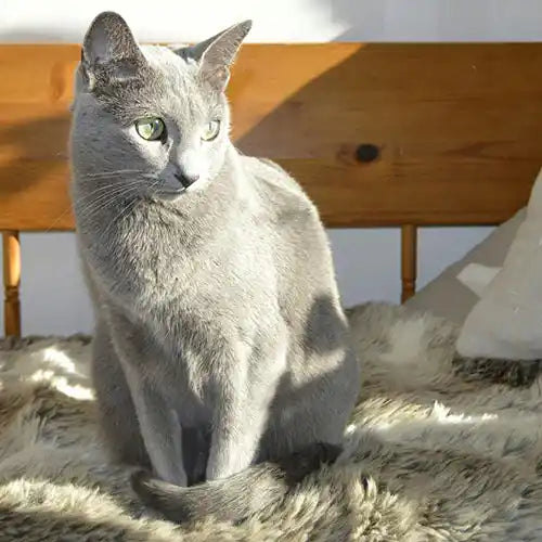 gray cat green eyes sitting-bed
