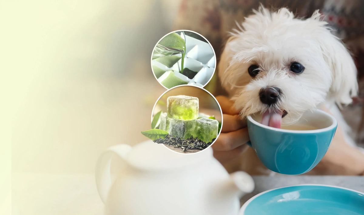 green tea benefits in dogs header