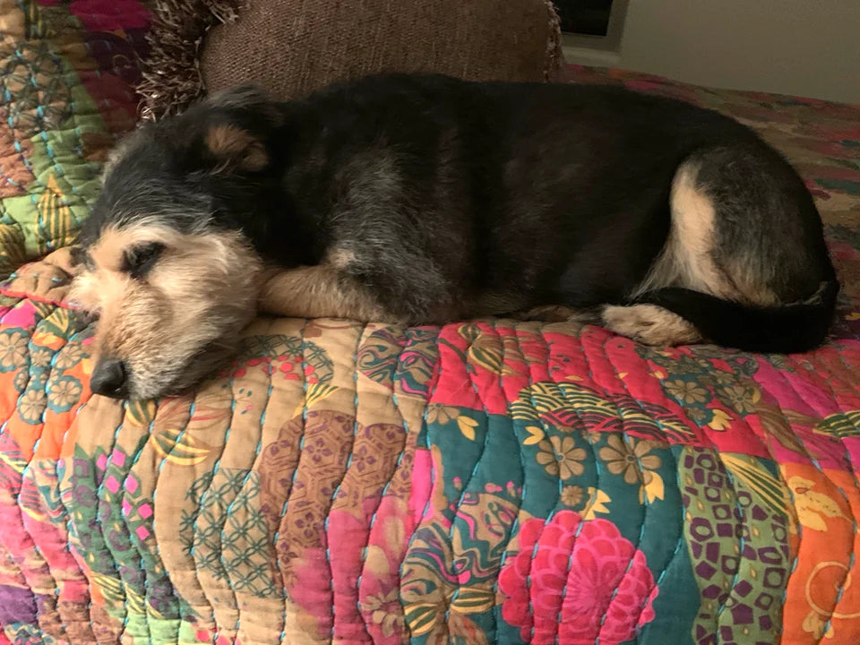 homer sleeping on colorful quilted bed