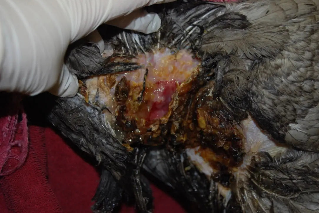 Turkey with a chest injury receiving hands-on veterinary care