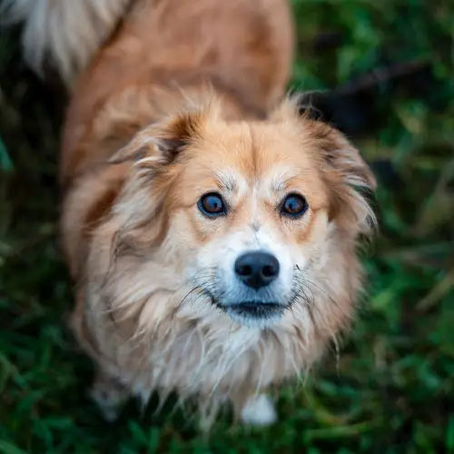 long haired dog outdoors