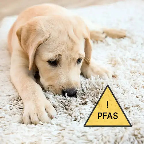 pfas in stain resistant carpets