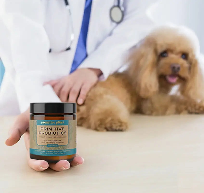 Veterinarian holding Proactive Paws Primitive Probiotics jar with a small dog on the exam table