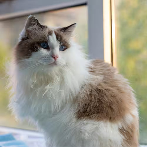 Long-haired ragdoll cat with bright blue eyes