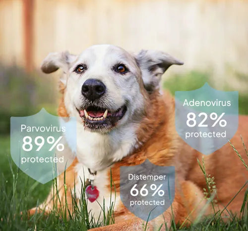 senior dog vaccine