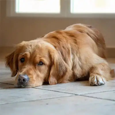 Golden retriever lying down on tiled floor looking unwell