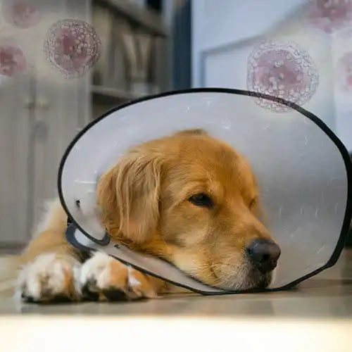 sick golden retriever pet cancer