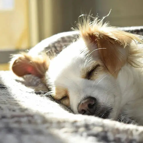 sleeping dog in couch