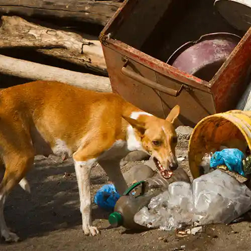 A stray dog scavenging through plastic trash and containers in an urban area