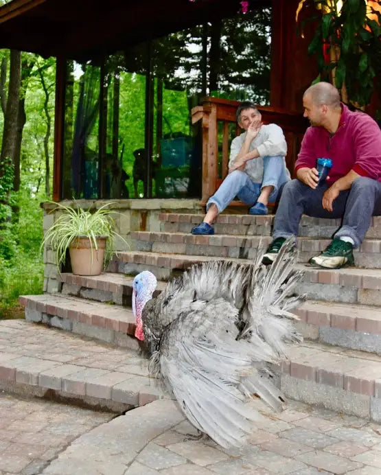 Tom the Turkey always follow