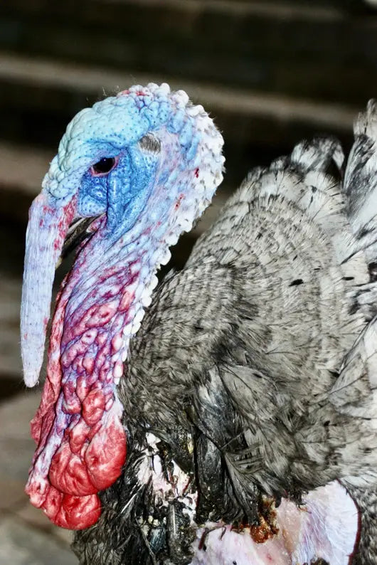 Tom the Turkey healing wounds