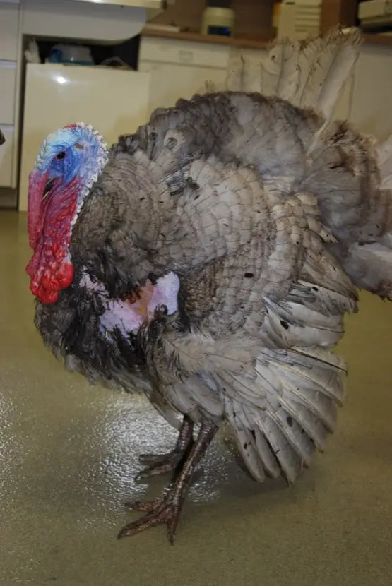 Tom Turkey in clinic