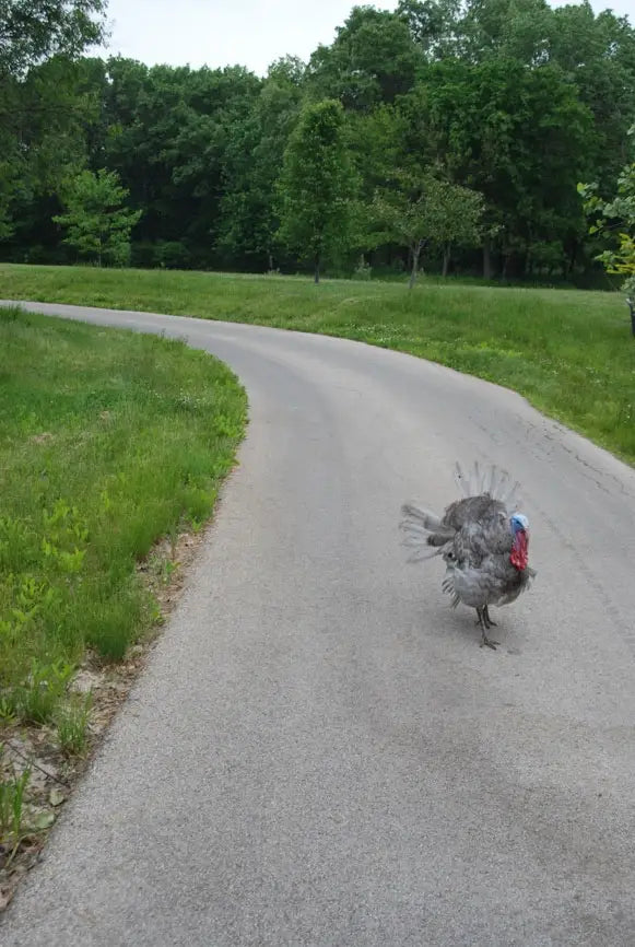 tom waiting in driveway